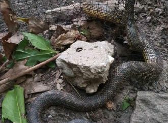 Одесит врятував рідкісну змію, що застрягла у сітці паркану