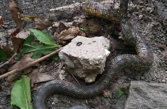 Одесит врятував рідкісну змію, що застрягла у сітці паркану