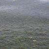 В Одесі позеленіло море: це небезпечно чи купатися можна?