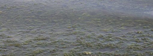 В Одессе позеленело море: это опасно или купаться можно?