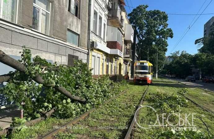 В Одессе ветка дерева упала на трамвайные пути