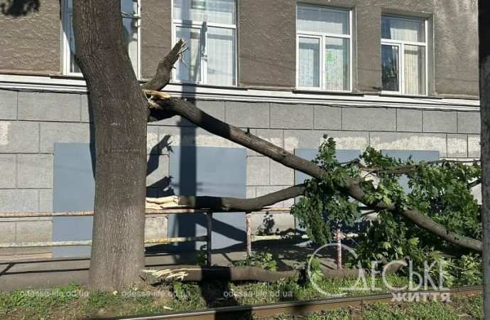 Упавшая ветка дерева