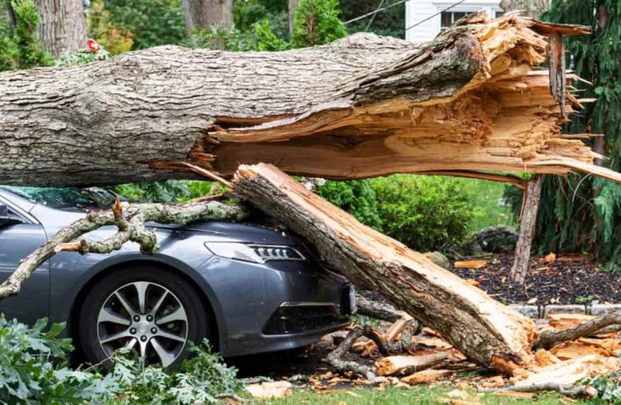 На автомобиль упало дерево: как получить компенсацию