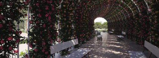 Королевство роз: как маленькое село в Одесской области превращается в цветочную столицу