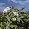 Эксперименты агрономов в Одесской области: 9 предприятий засевают поля необычным растением