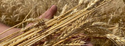 В Одесской области собрали более миллиона тонн зерна