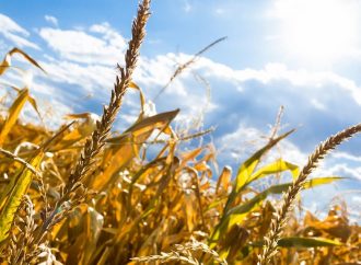 Одесская область: июльская жара негативно влияет на урожай
