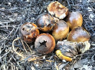 В нацпарке Одесской области по вине «шашлычников» сгорели кладки птиц и тысячи моллюсков