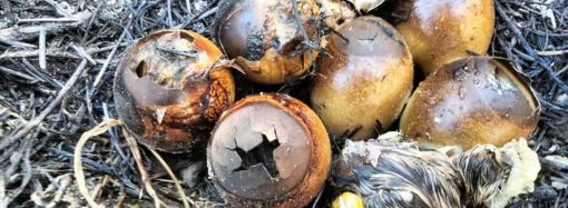 В нацпарке Одесской области по вине «шашлычников» сгорели кладки птиц и тысячи моллюсков