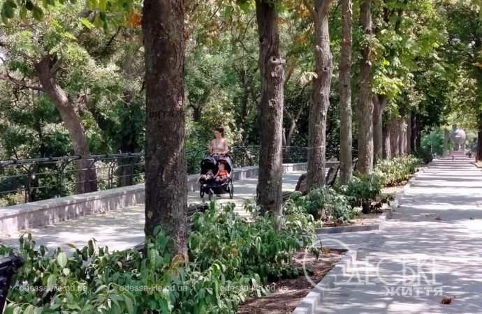 Бульвар Жванецкого:  деревья