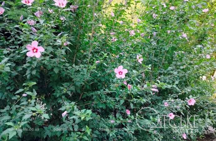 Бульвар Жванецкого: цветы