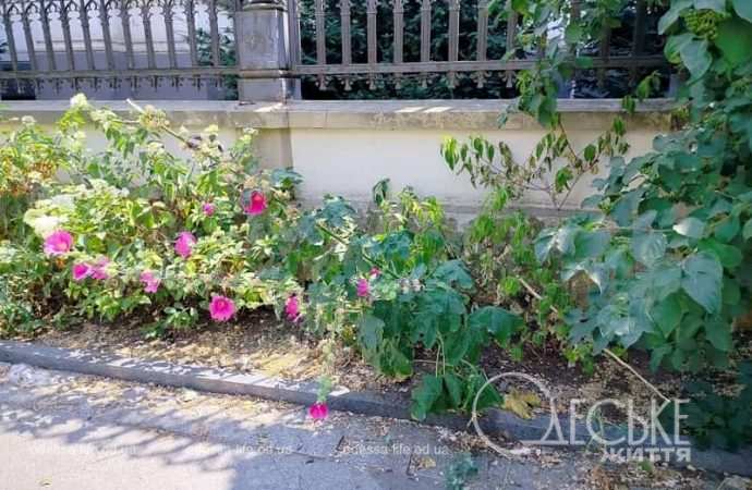 Бульвар Жванецкого: ограда и цветы