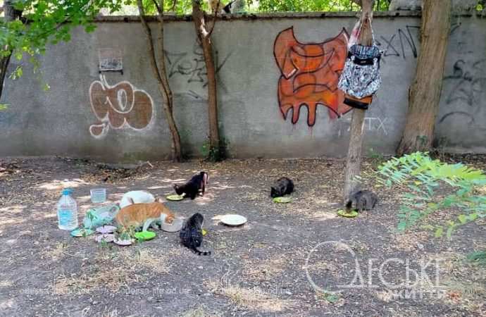 Бульвар Жванецкого:  котики