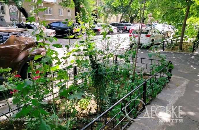 Июль в Одессе, газон