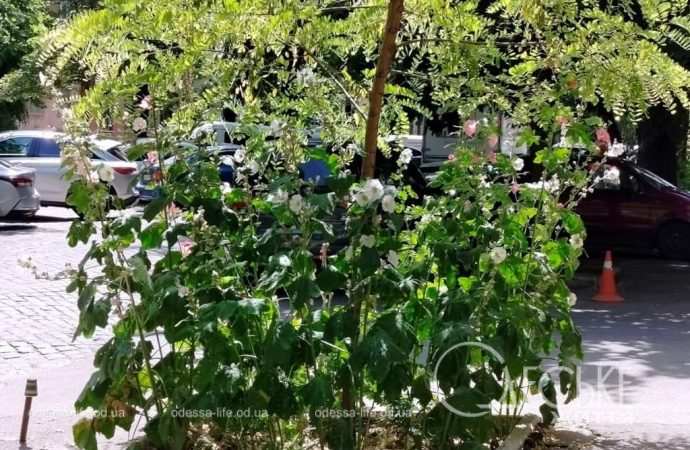 Июль по-одесски