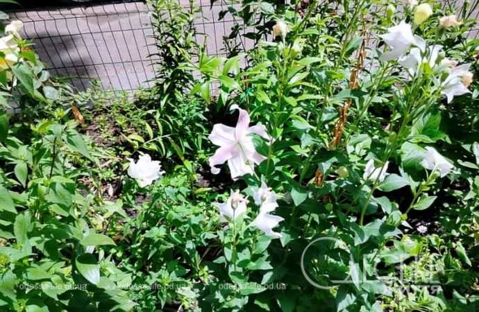 Июль в Одессе, лилии