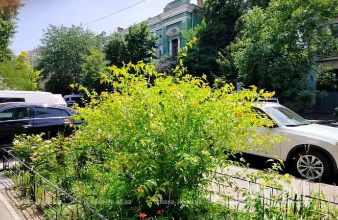 Июль в Одессе, кустарник