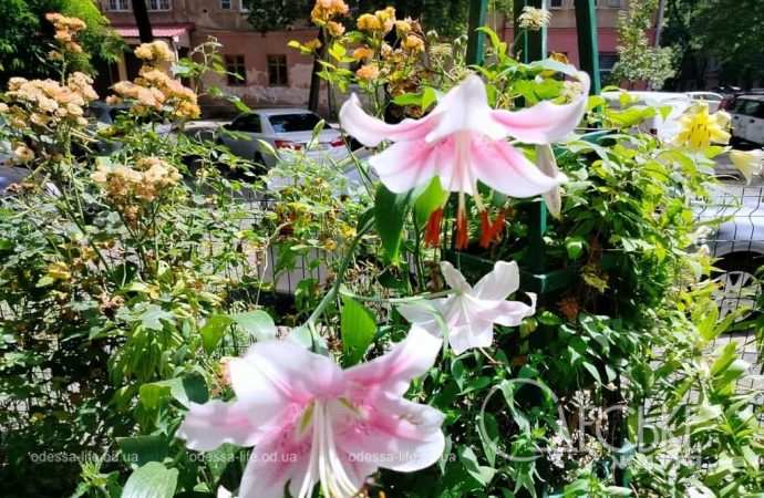 Одесские лилии