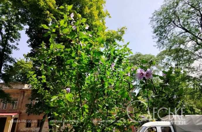 Лето в Одессе