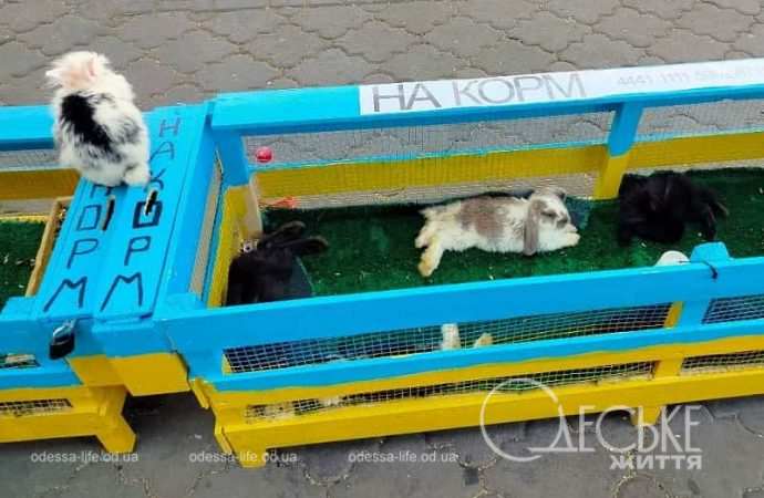 Жара в Одессе, кролики