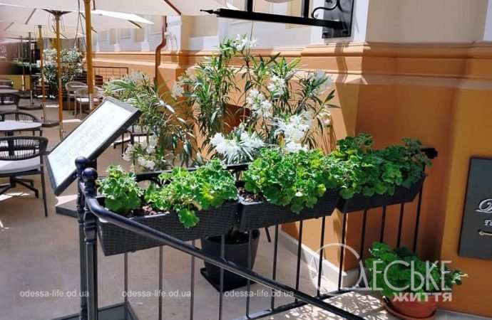 Лето в Одессе, цветы