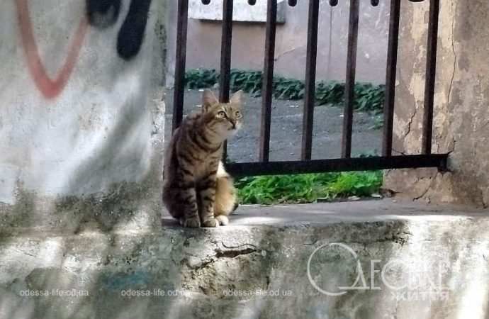 Одесский котик летом
