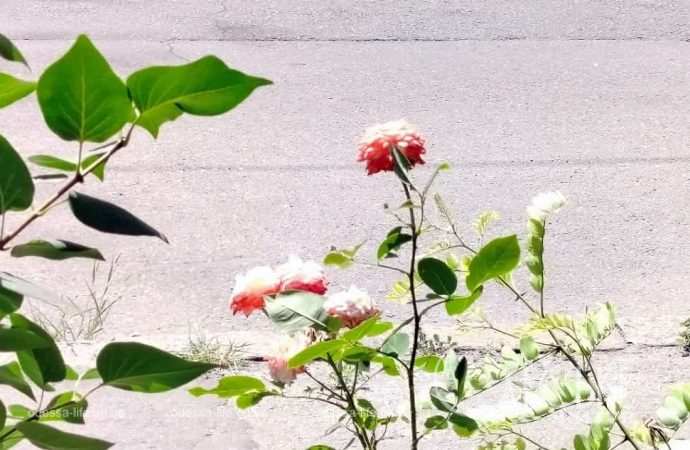 Летние цветы в Одессе