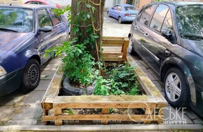 Июль в Одессе, дерево