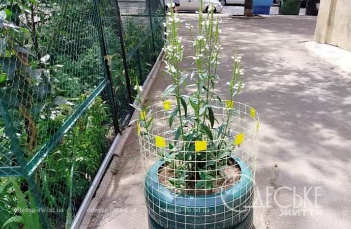 Клумба в Одессе