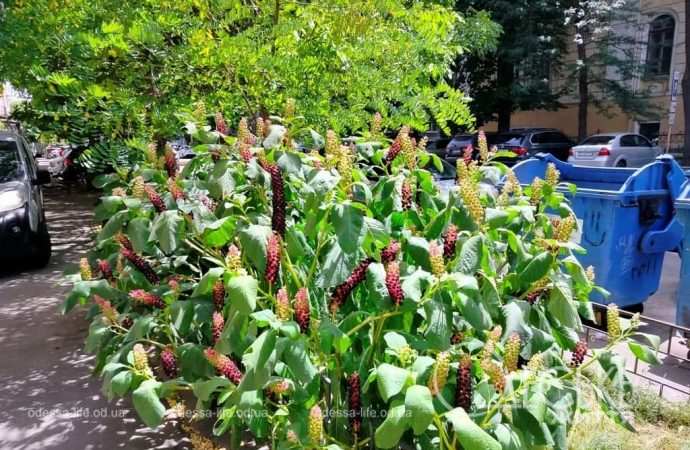 Июль в Одессе, цветы