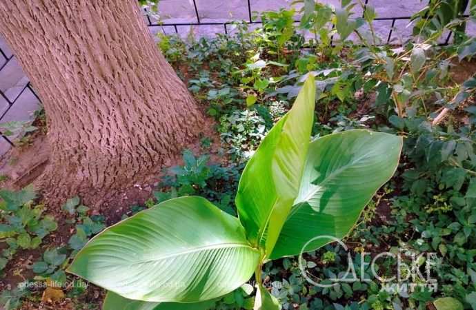 Центр Одессы 31 июля, росток