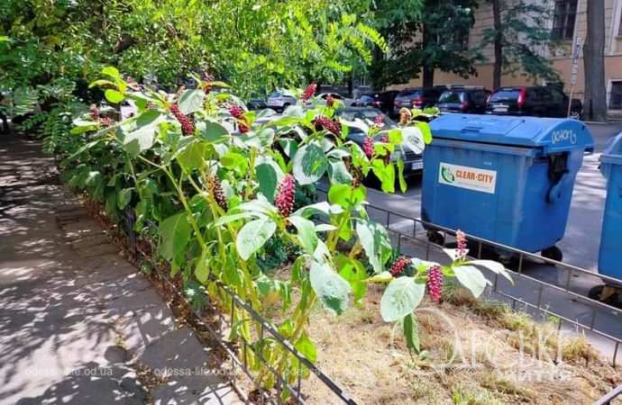 Центр Одессы 31 июля, баки