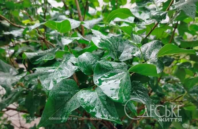 Липень в Одесі