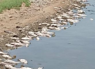 Экололги установили, почему в Хаджибейском лимане массово гибнет рыба
