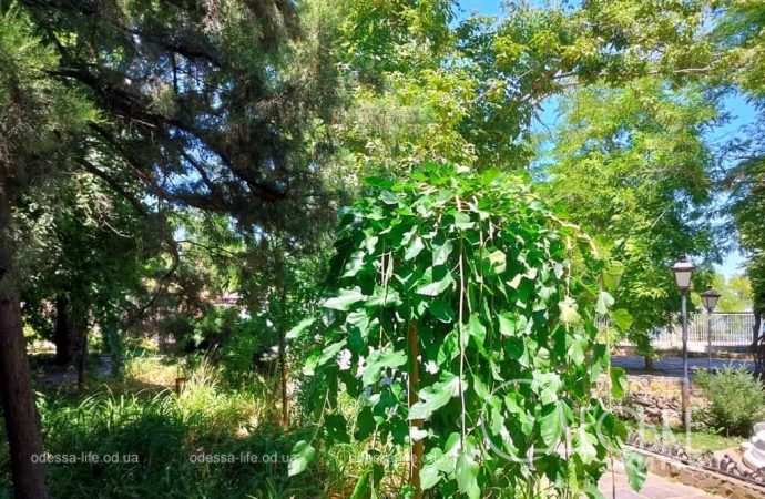 Лето в Одессе