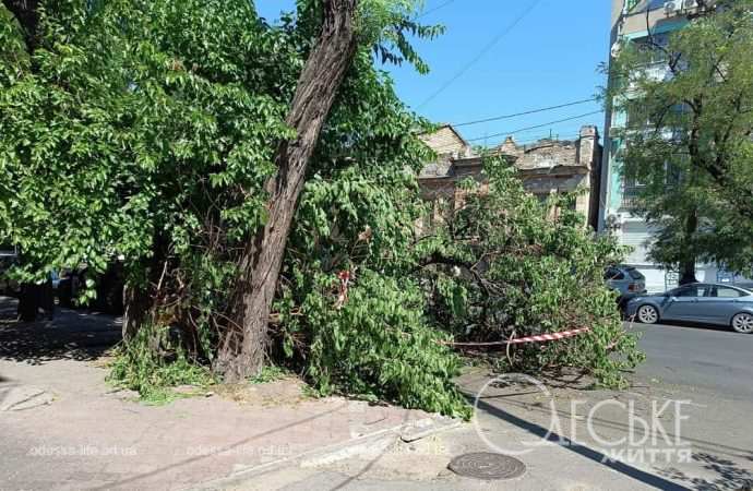 На Большой Арнаутской рухнула огромная ветка: в чем опасность (фото)