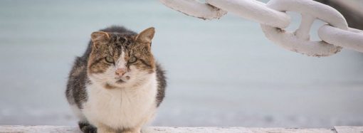 В Одессе бесплатно стерилизуют уличных кошек: как это сделать
