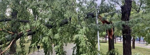 Негода на Ізмаїльщині: повалені дерева та знеструмлені населені пункти