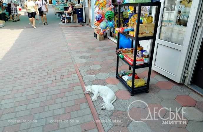 новий базар