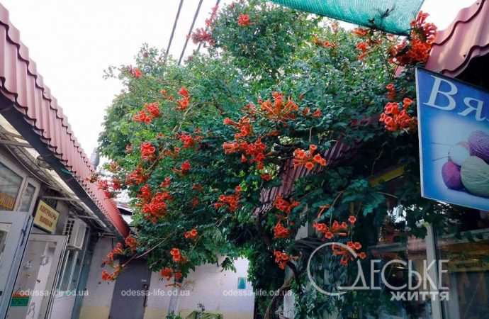 новий базар