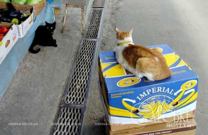 новий базар