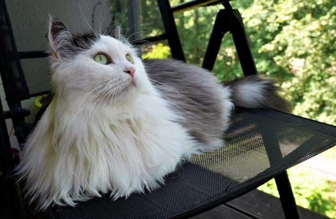 Сибірський кіт: що треба знати про домашнього улюбленця?
