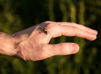 Мешканець Одеської області потрапив до реанімації через укус павука