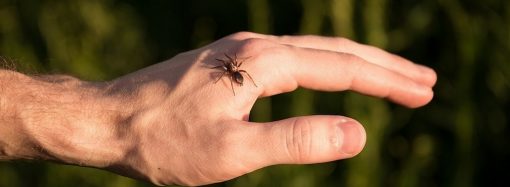 Житель Одесской области попал в реанимацию из-за укуса паука