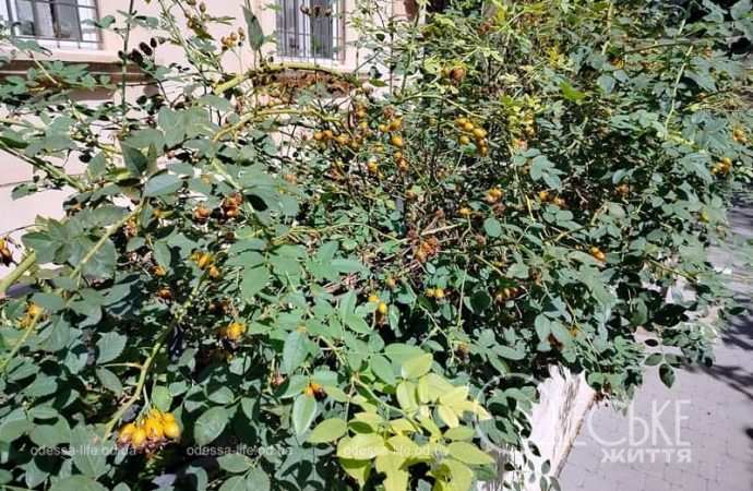 Август в Одессе, палисадник