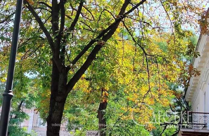 Август в Одессе, признак осени