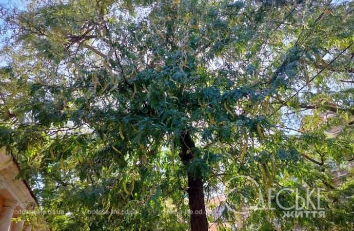 Август в Одессе, дерево