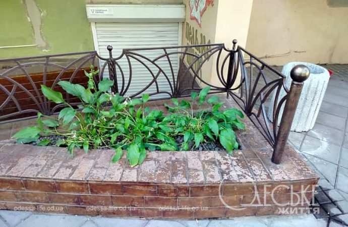 Август в Одессе, клумба