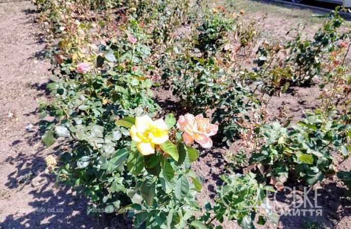 Август в Одессе, розы