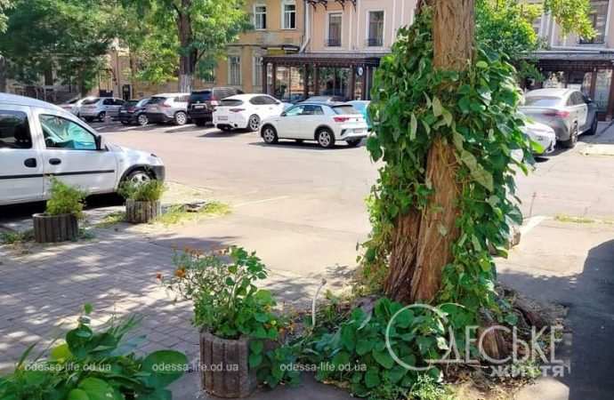 Август в Одессе, дерево и плющ